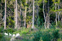 mooseSafari Saturday, 26 July 2025