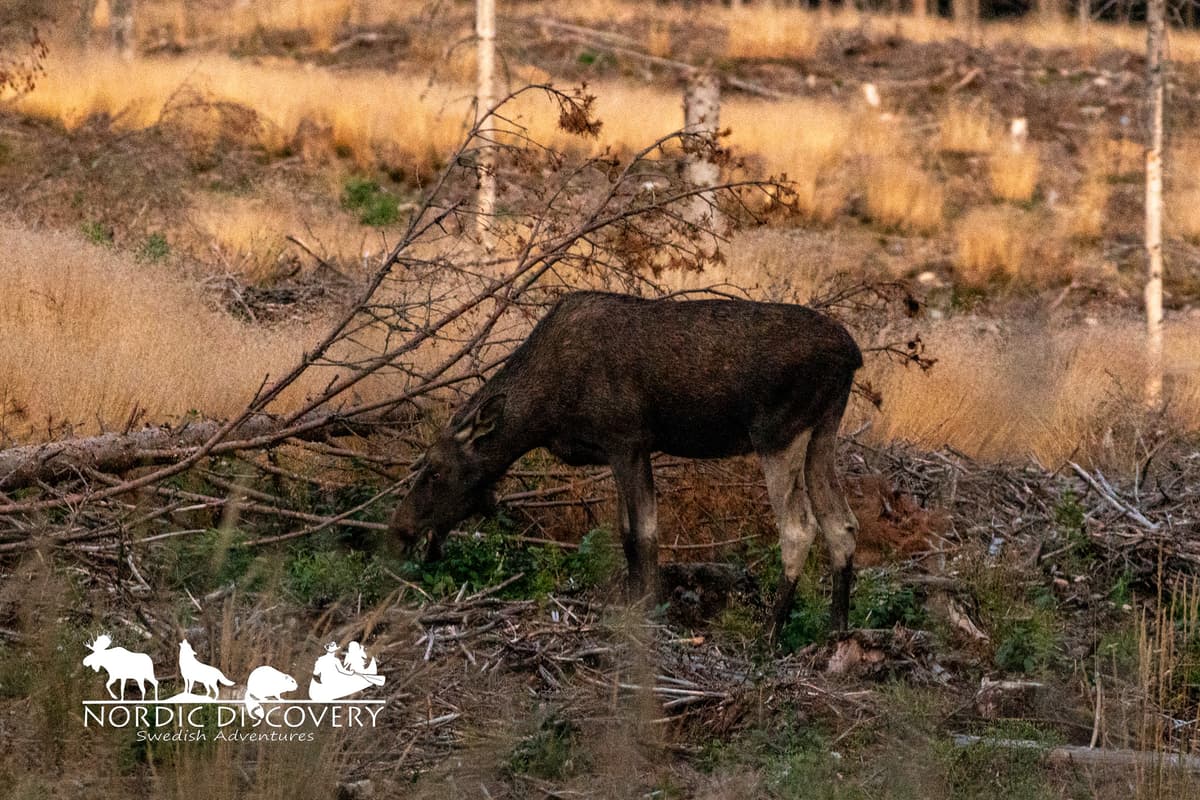 Moose Safari