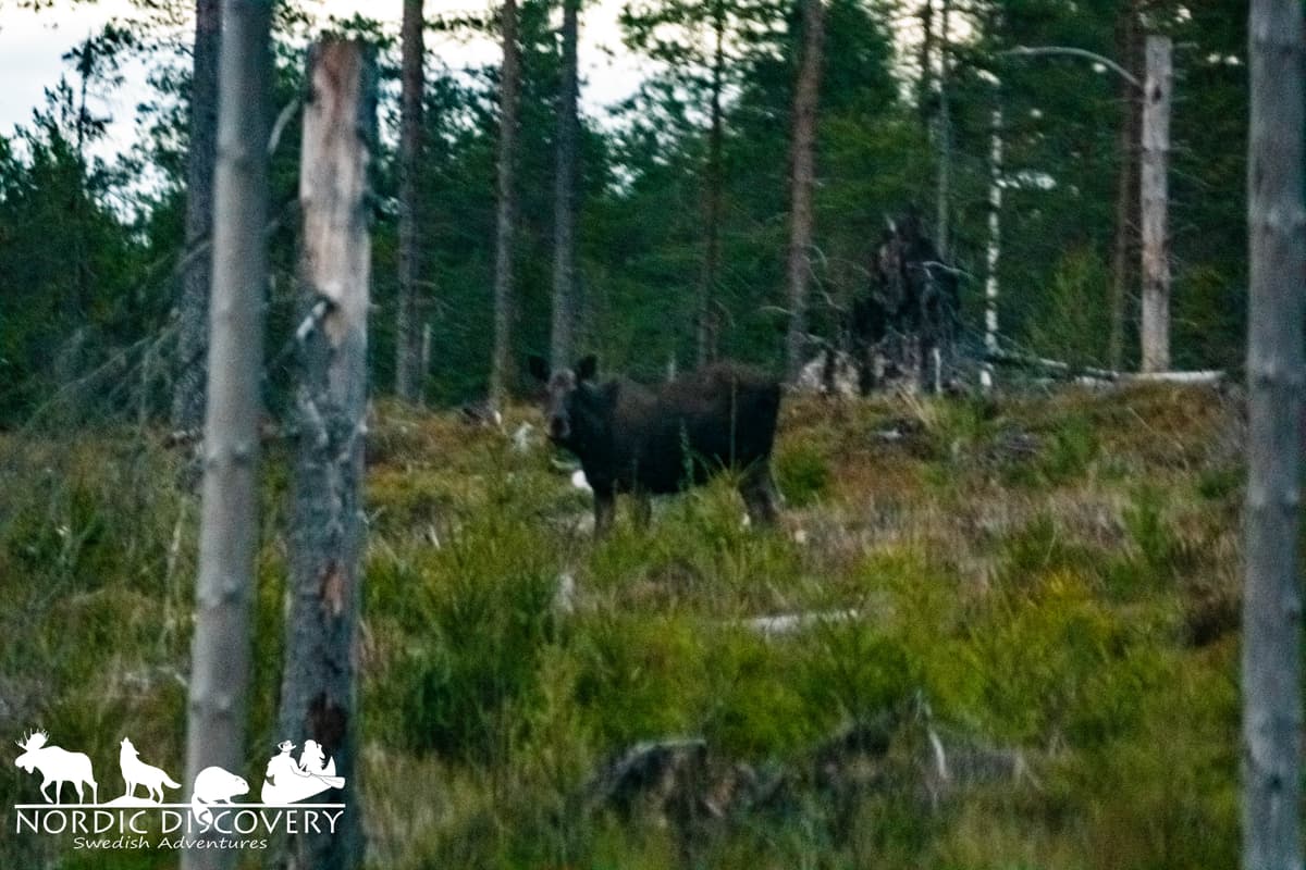 Moose Safari