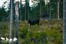 mooseSafari Tuesday, 29 April 2025