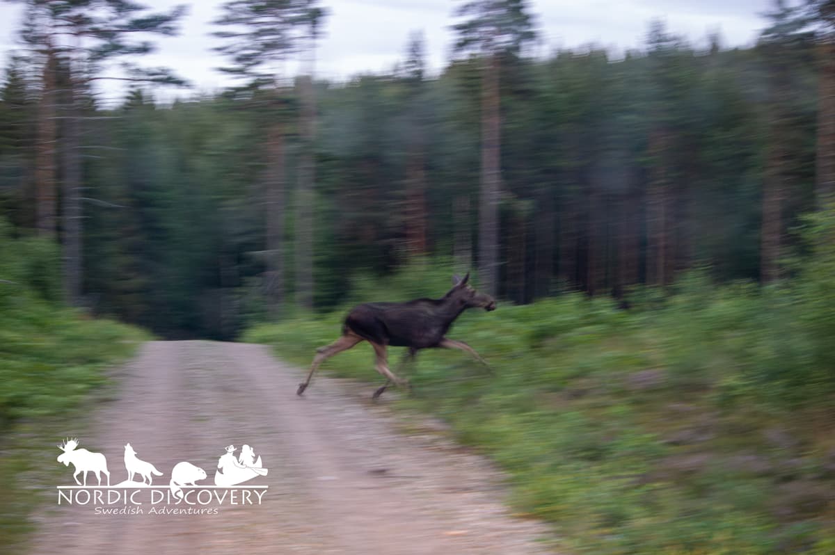 The first moose we met was a younger, curious cow right next to the bus, in the next moment she even crossed the road in front of us. Later on we could watch a mother with her calf for a while.