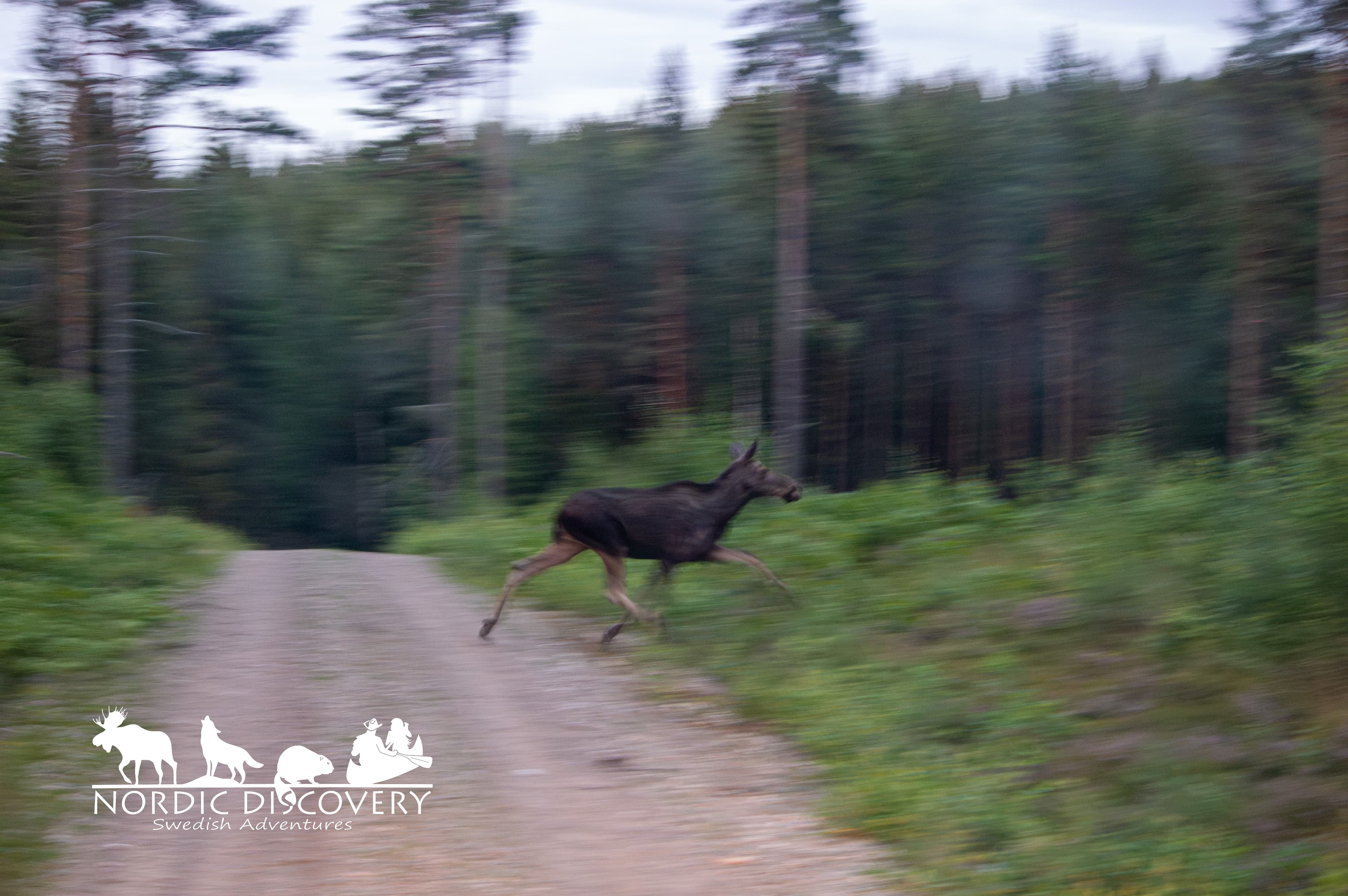 Moose Safari
