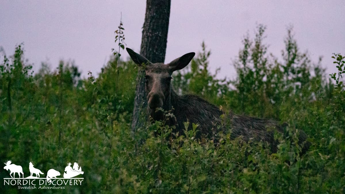 Two groups, 4 moose encounters for each group.