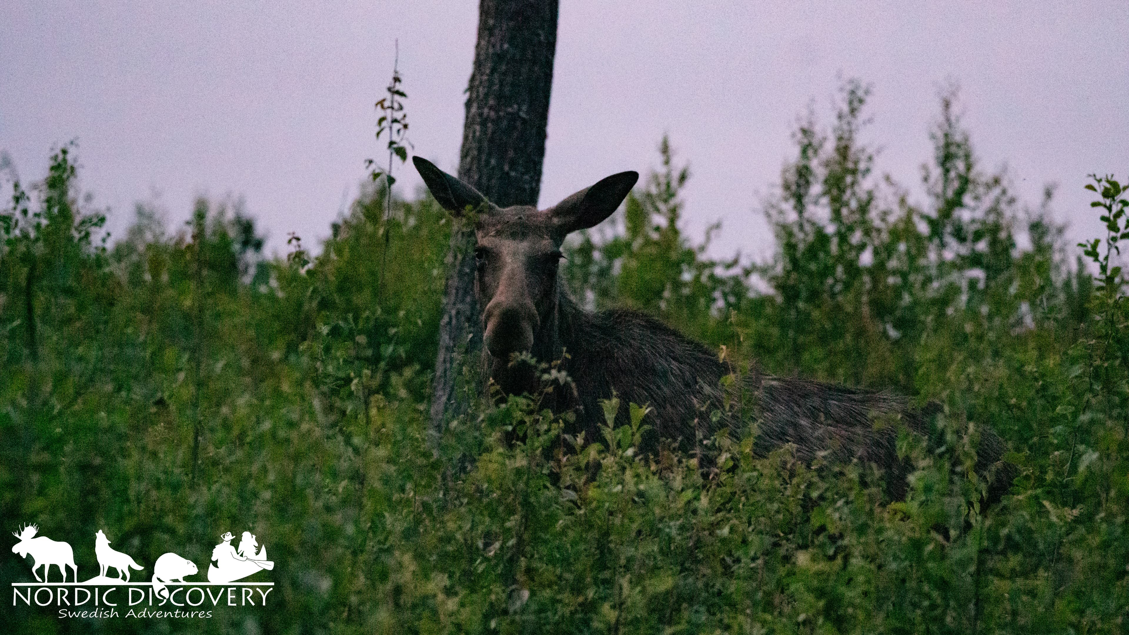 Moose Safari