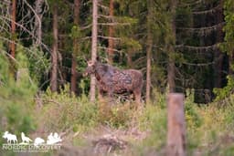 mooseSafari Saturday, 31 May 2025