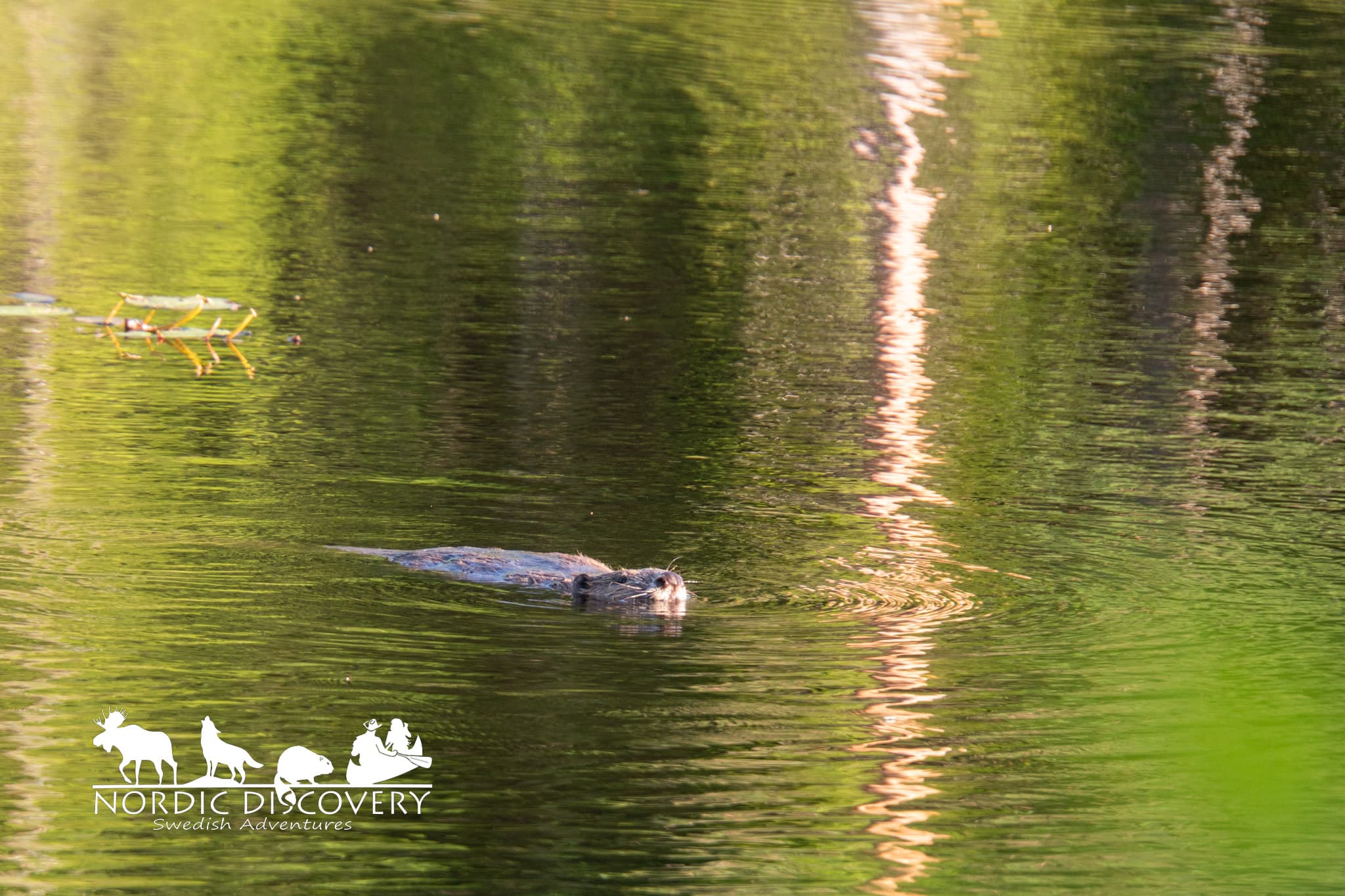 Beaver Safari