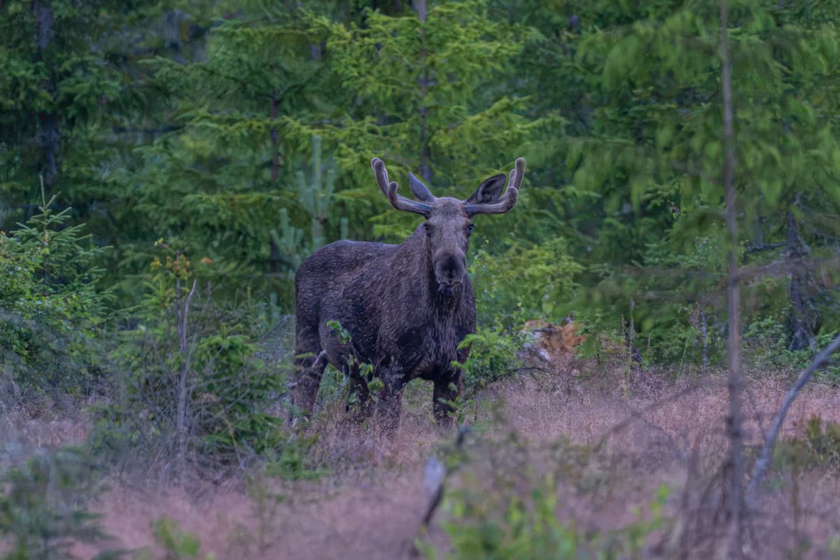 Moose Safari