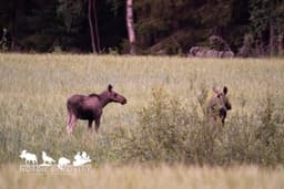 mooseSafari Sunday, 19 July 2026