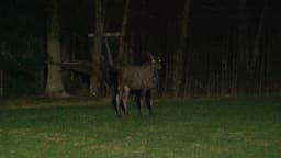 mooseSafari Saturday, 02 May 2026