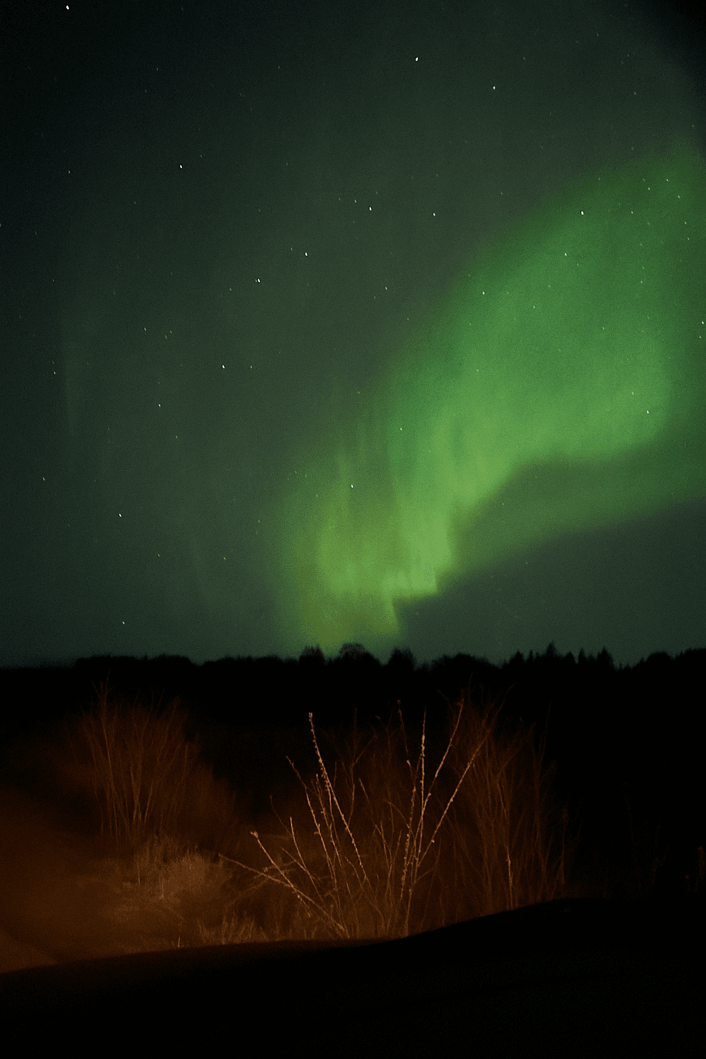 A fantastic night with amazing northern lights and nine moose sightings