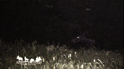 mooseSafari Monday, 28 July 2025