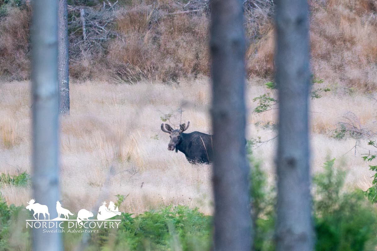 Very succesful moose safari. The first moose we met  right at the beginning was a cow hiding a little bit behind the trees, just a few minutes later we spotted a big bull and could observe him for a long time in good daylight. Later on the safari we met another cow.