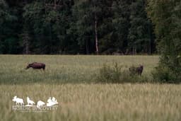 mooseSafari Sunday, 19 July 2026