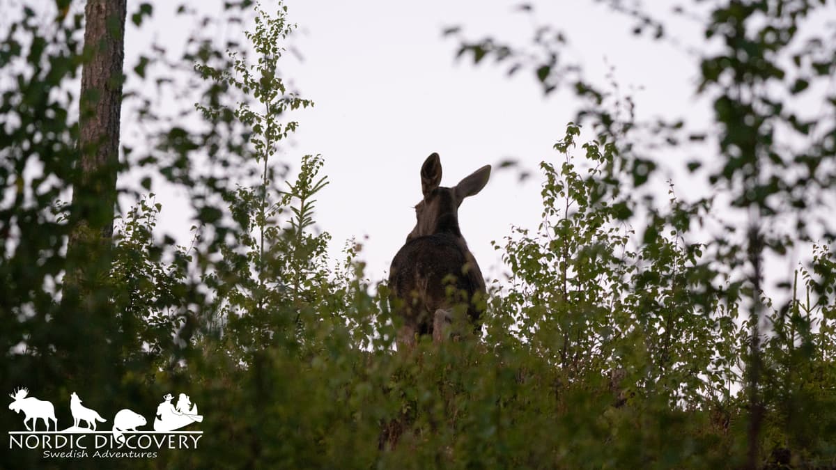 Moose Safari
