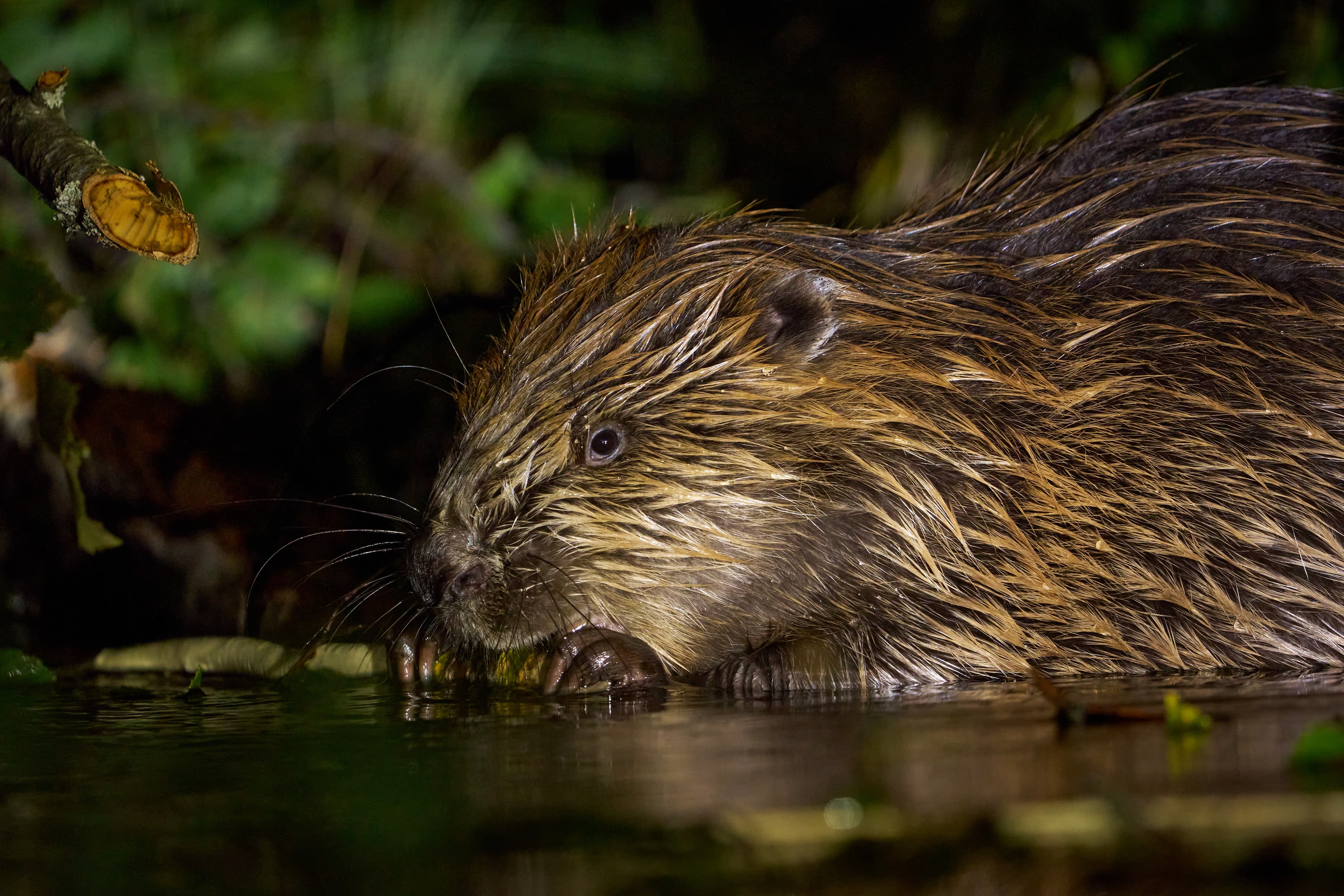 Beaver Safari