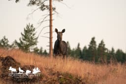 mooseSafari Monday, 20 July 2026
