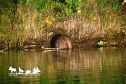 beaverSafari Saturday, 26 July 2025