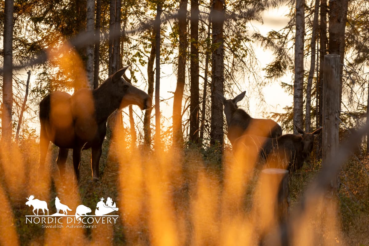 Moose Safari