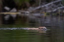 beaverSafari Saturday, 23 August 2025