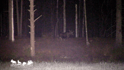 mooseSafari Saturday, 26 July 2025