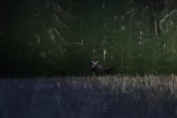 mooseSafari Tuesday, 26 August 2025