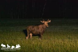 mooseSafari Thursday, 12 June 2025