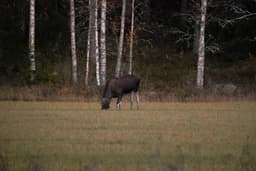 mooseSafari Saturday, 11 October 2025