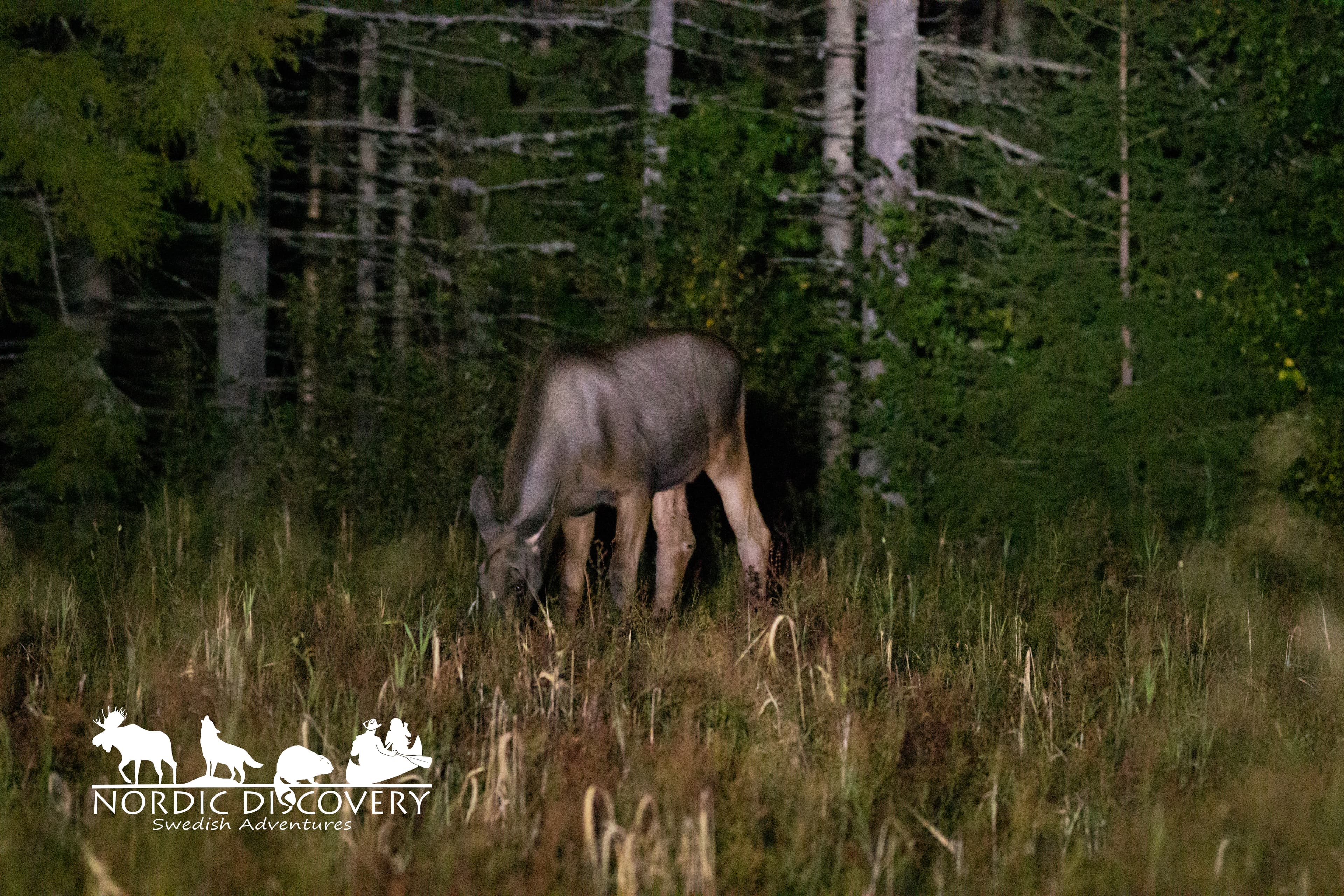 Moose Safari
