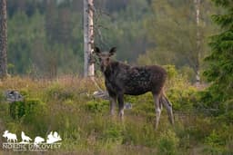 mooseSafari Friday, 13 June 2025
