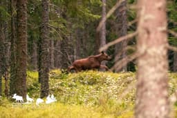 mooseSafari Saturday, 01 August 2026