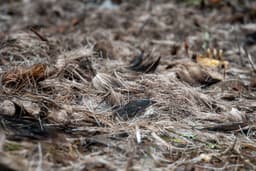 wolftrackingTour Saturday, 14 March 2026