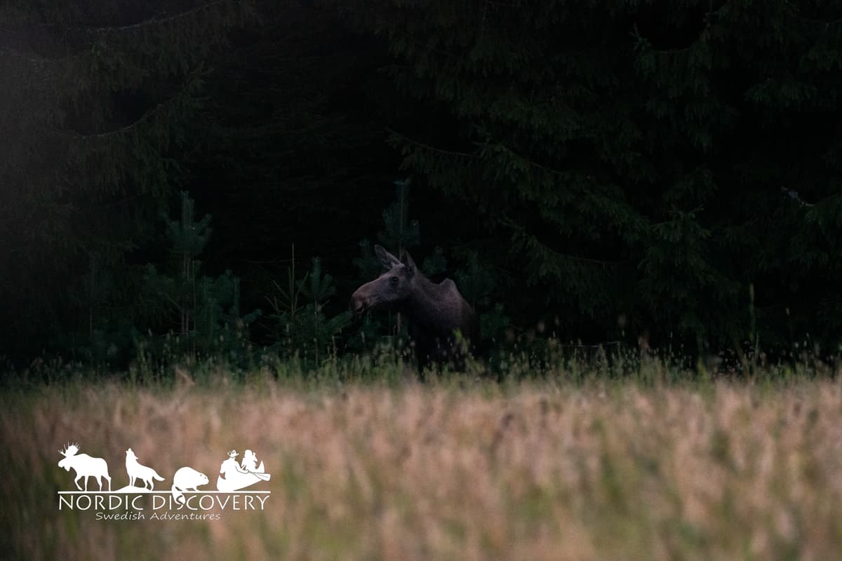 Moose Safari