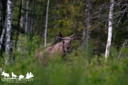 mooseSafari Saturday, 07 June 2025