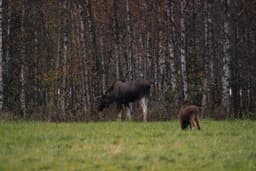 mooseSafari Thursday, 09 October 2025