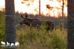 mooseSafari Thursday, 12 June 2025