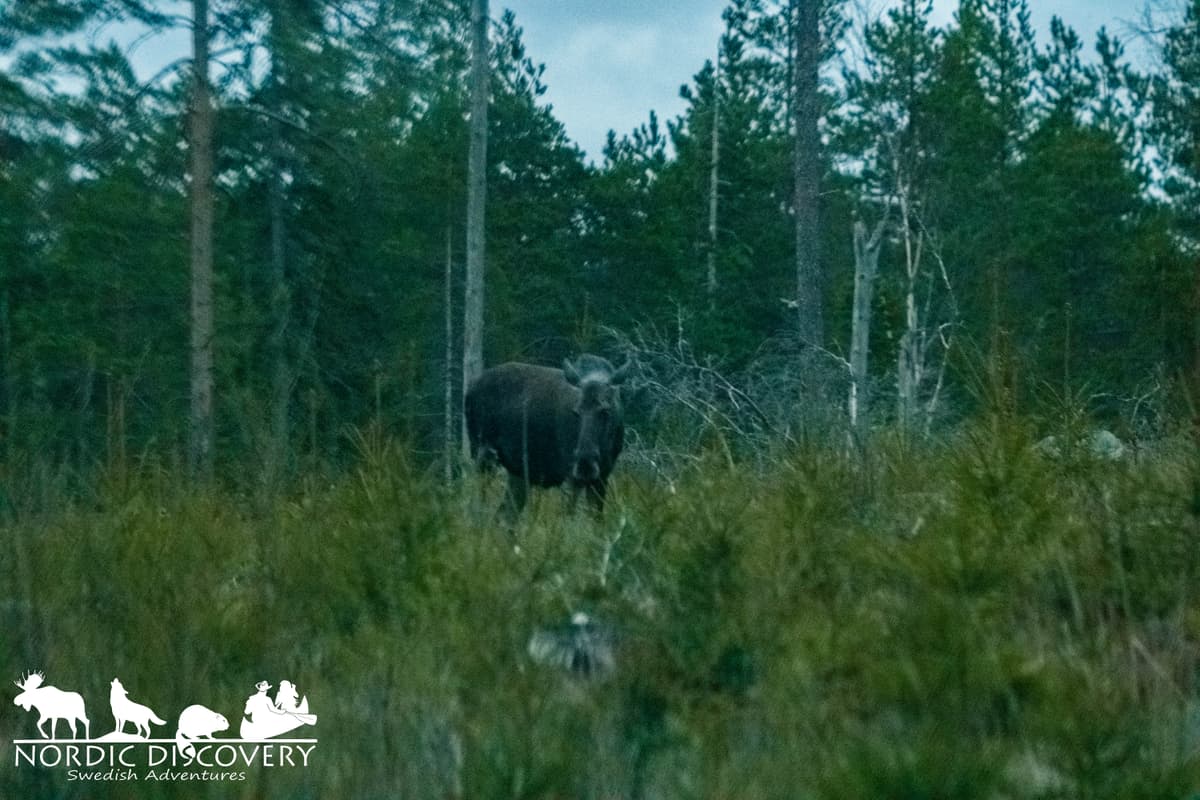 Moose Safari