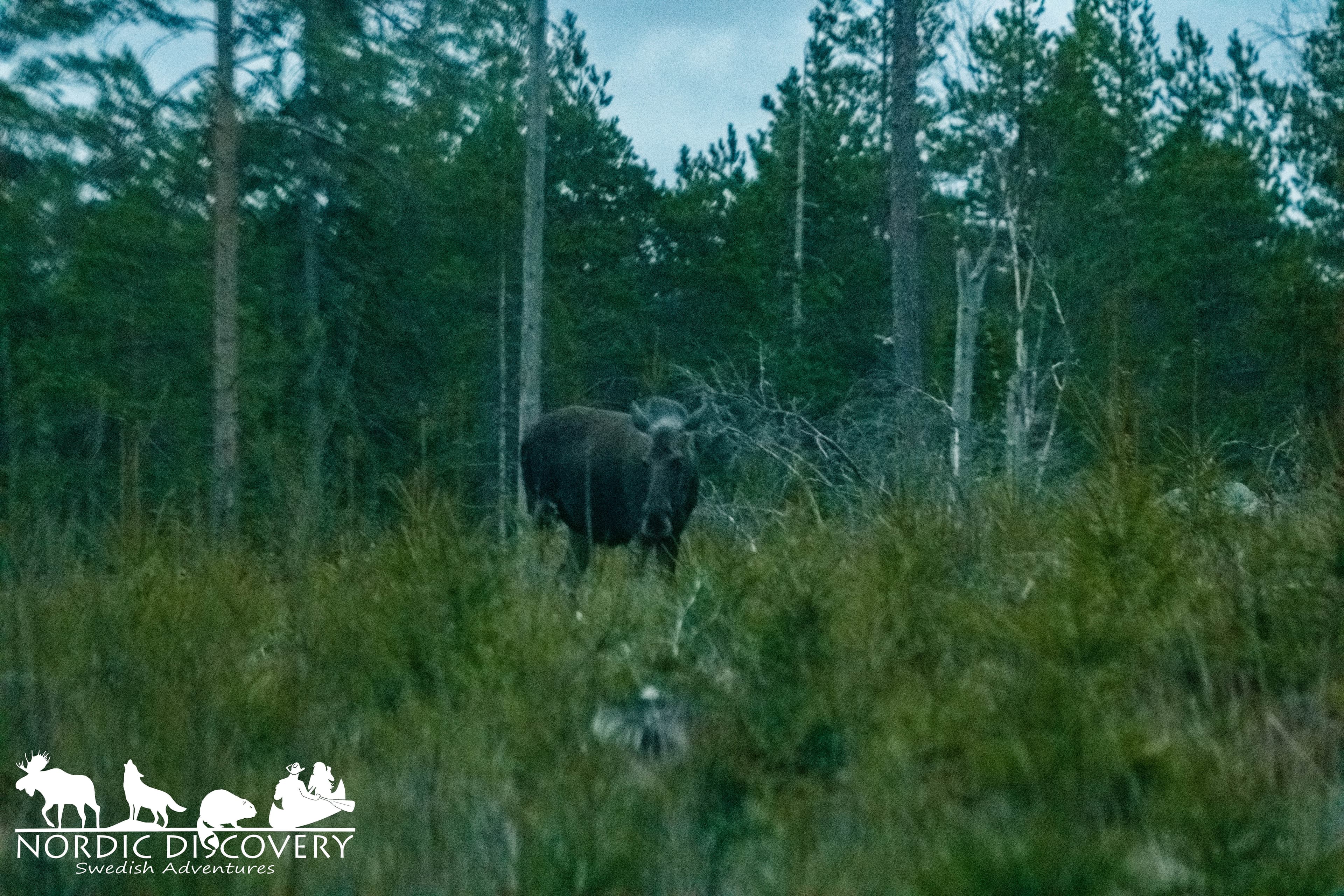 Moose Safari