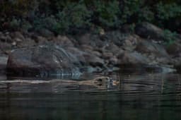 beaverSafari Saturday, 23 August 2025