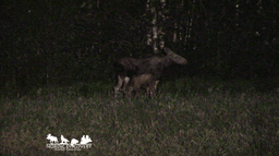 mooseSafari Wednesday, 30 July 2025