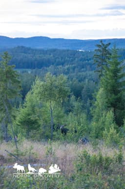 mooseSafari Monday, 27 July 2026