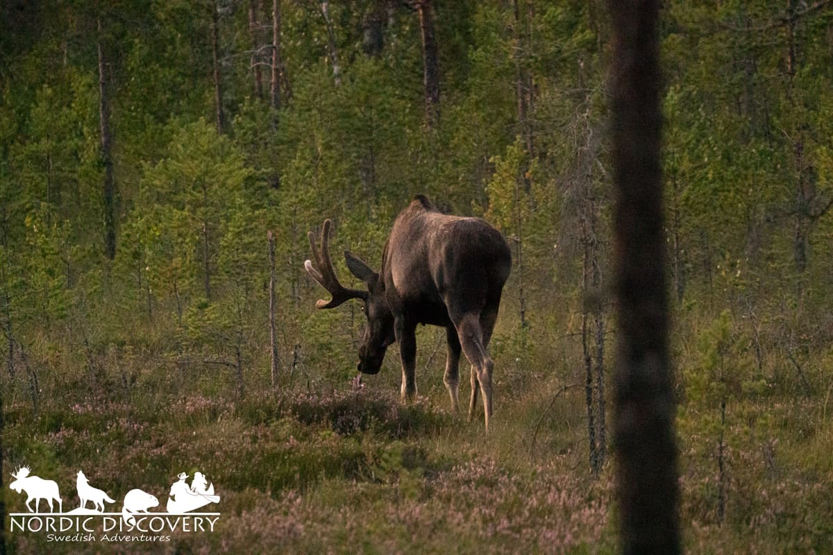 We met 7 moose, one big male with antlers we got a good picture of 👍