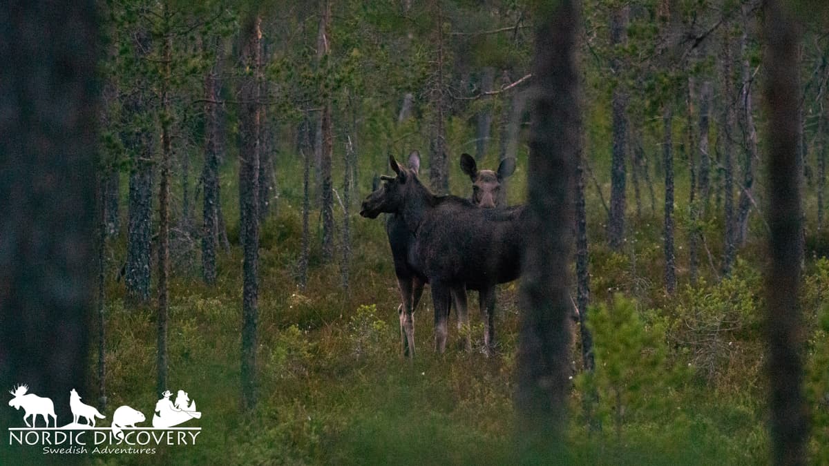 Moose Safari