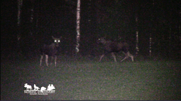 mooseSafari Tuesday, 29 July 2025