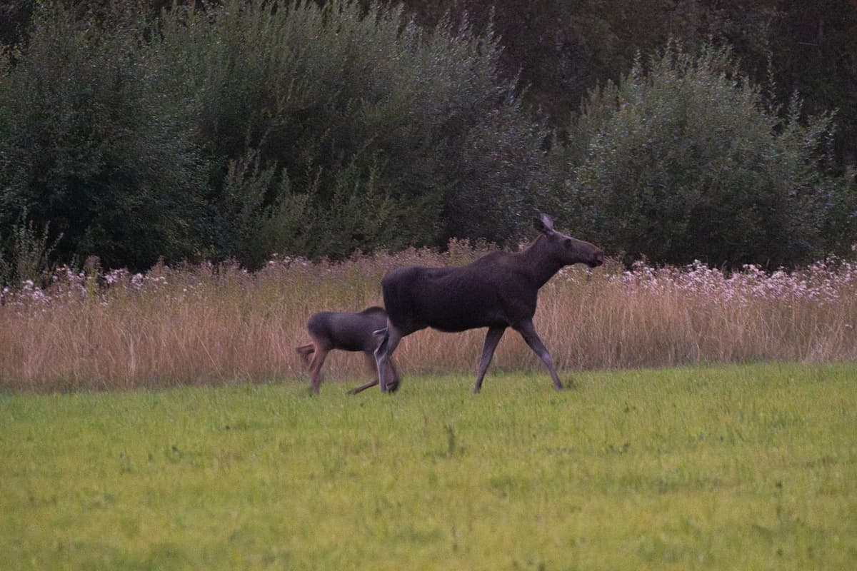 The best safari of the season in regards of number of moose sightings. We had a bull brefely in the beginning, then a mother with two calves, later 3 moose in the distance on a field, then 4 more which at least 3 where bulls, then 2 big bulls and lastly 3 more.