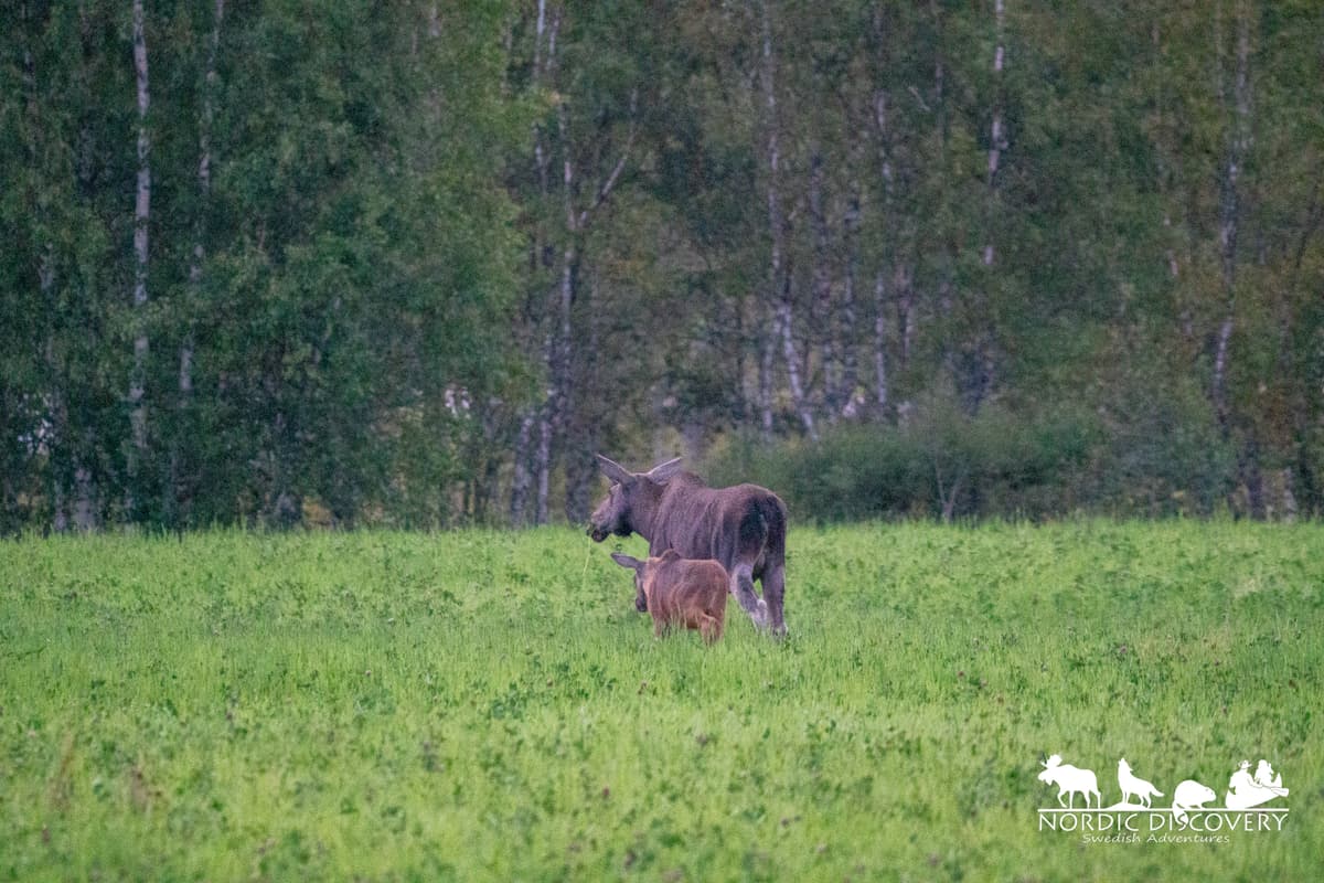 Moose Safari