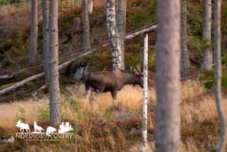 mooseSafari Sunday, 24 August 2025