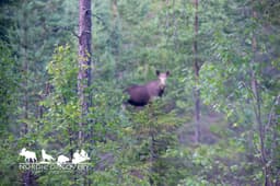 mooseSafari Tuesday, 28 July 2026