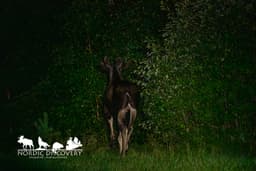 mooseSafari Thursday, 30 July 2026