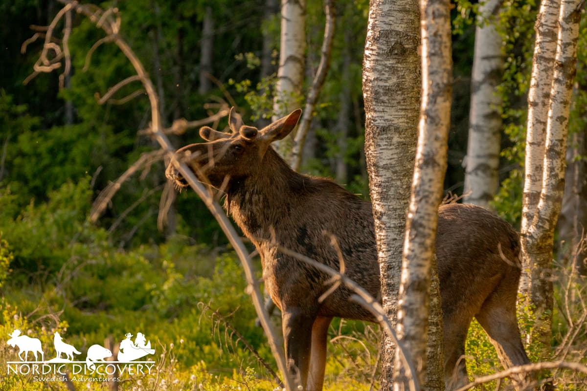 Moose Safari