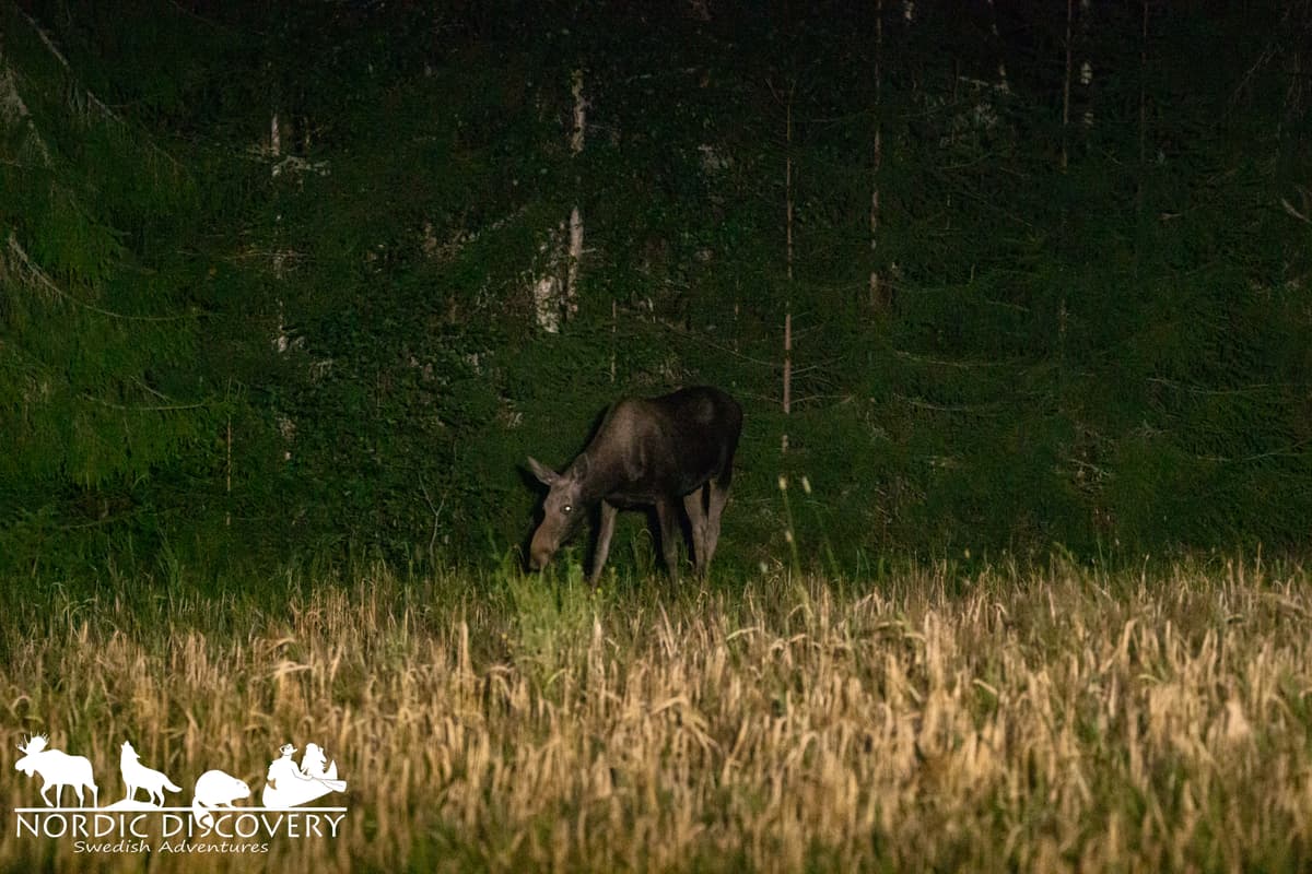 3 moose in total. We saw a younger female for a longer time.